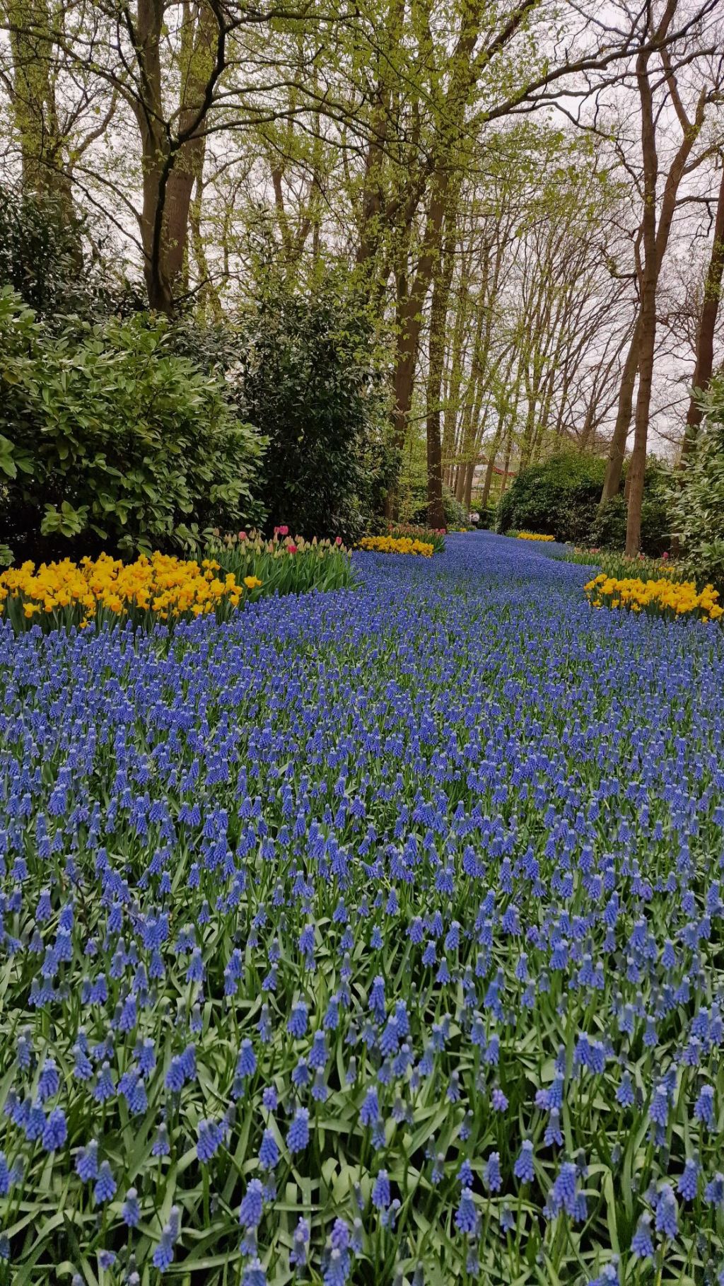 04. – 07. April 2024  Tulpenblüte in&nbsp;Holland